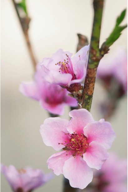 Персик інжирний ‘Пінк Рінг’